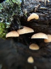 Crepidotus mollis