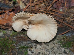 Lactarius subplinthogalus
