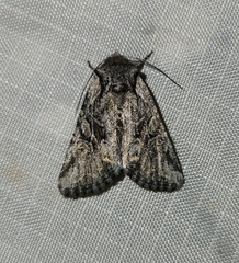 Eriopygini