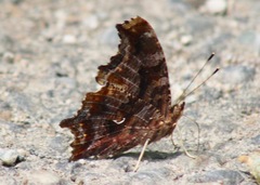 Polygonia comma