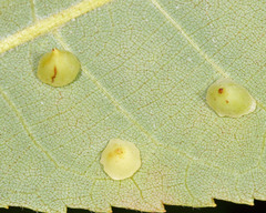 Caryomyia sanguinolenta