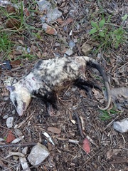 Didelphis albiventris