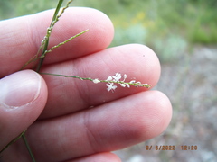 Polygonella gracilis