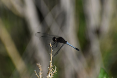 Erythrodiplax basifusca