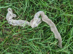 Serpentes