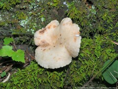Lactarius subplinthogalus