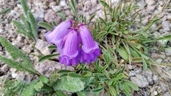 Penstemon hallii