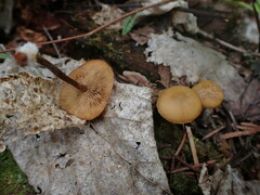 Kuehneromyces