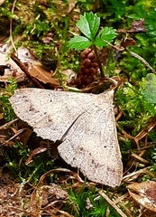 Renia flavipunctalis