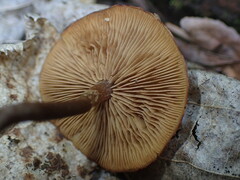 Kuehneromyces