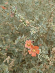 Sphaeralcea