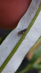 Psyllobora vigintimaculata