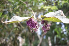 Callicarpa formosana