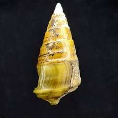 Pleurocera