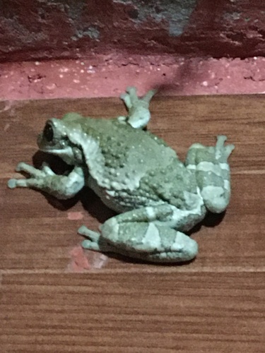 Rana Arborícola lechosa