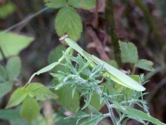 Tenodera