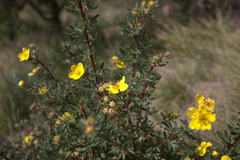 Dasiphora fruticosa