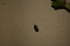 Armadillidium vulgare