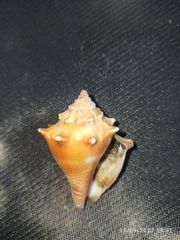Strombus alatus