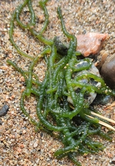 Draparnaldioides baicalensis