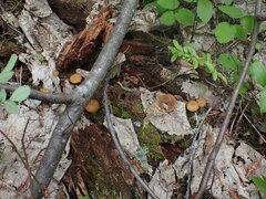 Kuehneromyces