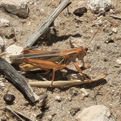Melanoplus foedus