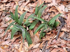 Epipactis gigantea