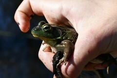 Lithobates catesbeianus