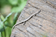 Cryptoblepharus buchananii