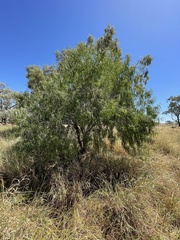 Eremophila bignoniiflora