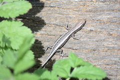 Cryptoblepharus buchananii