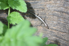 Cryptoblepharus buchananii