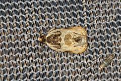 Olethreutes griseoalbana