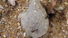 Pogonomyrmex barbatus