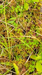 Gaultheria hispidula