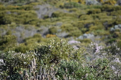 Phylidonyris niger gouldii