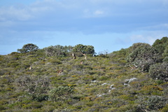 Macropus fuliginosus