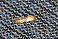 Pigritia