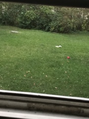 Sciurus carolinensis