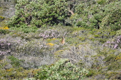 Macropus fuliginosus