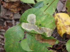 Cameraria guttifinitella