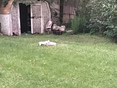 Sciurus carolinensis