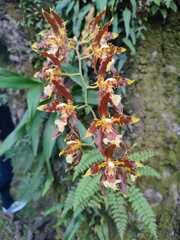 Oncidium luteopurpureum