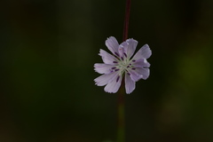 Stephanomeria diegensis