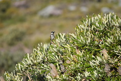 Phylidonyris niger gouldii