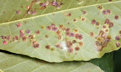 Caryomyia sanguinolenta