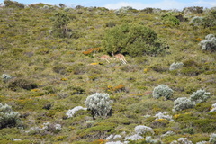 Macropus fuliginosus