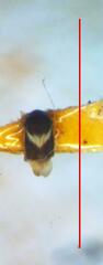 Dipsocoroidea
