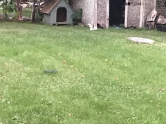 Sciurus carolinensis