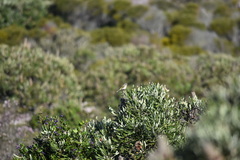 Gavicalis virescens